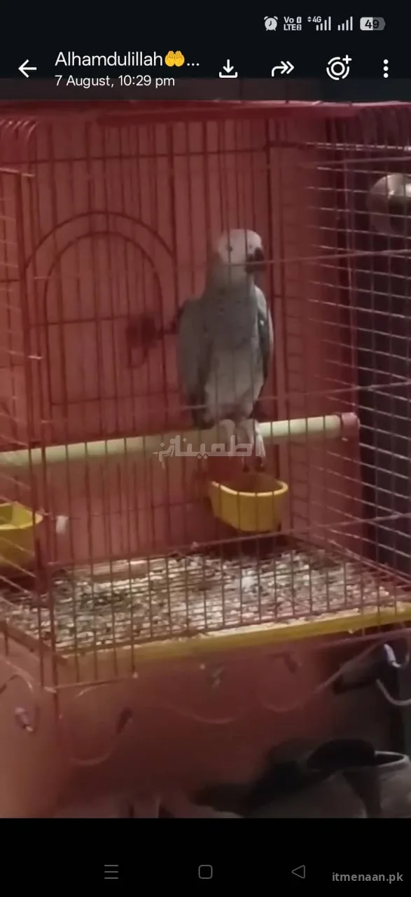 Talking African Grey Parrot Pair – White Ring-Necks, DNA Verified, Ready for New Home for sale in Gadap Town, Karachi