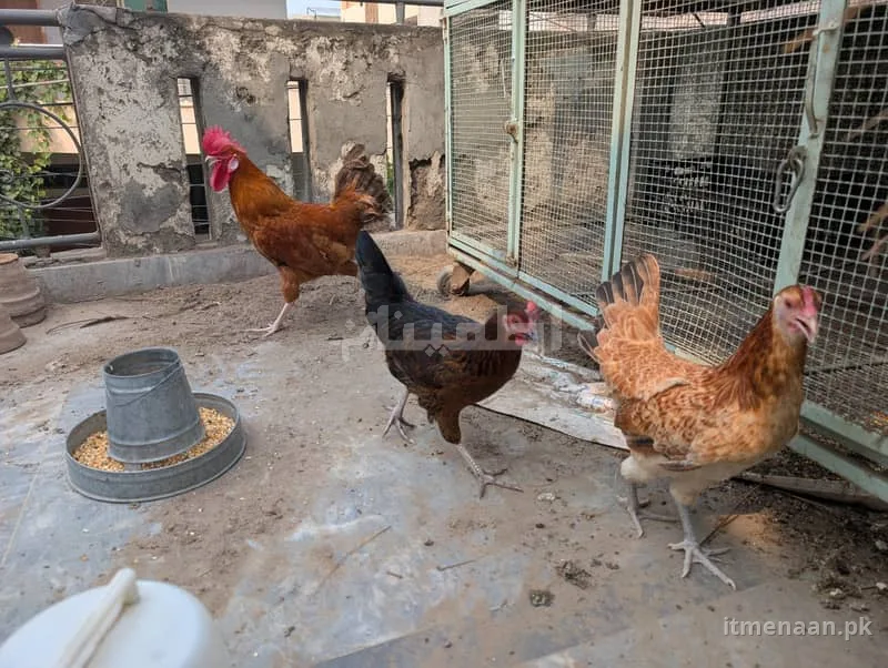 Fresh Golden Misri Hen Set – Organic, Healthy & Ready for Your Farm for sale in Taj Bagh, Lahore — photo 2 of 2