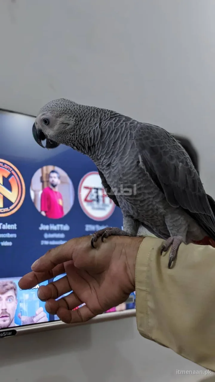 Talking African Grey Parrot for Sale – 9 Months Old, Male, Healthy for sale in DHA Defence, Lahore — photo 2 of 2