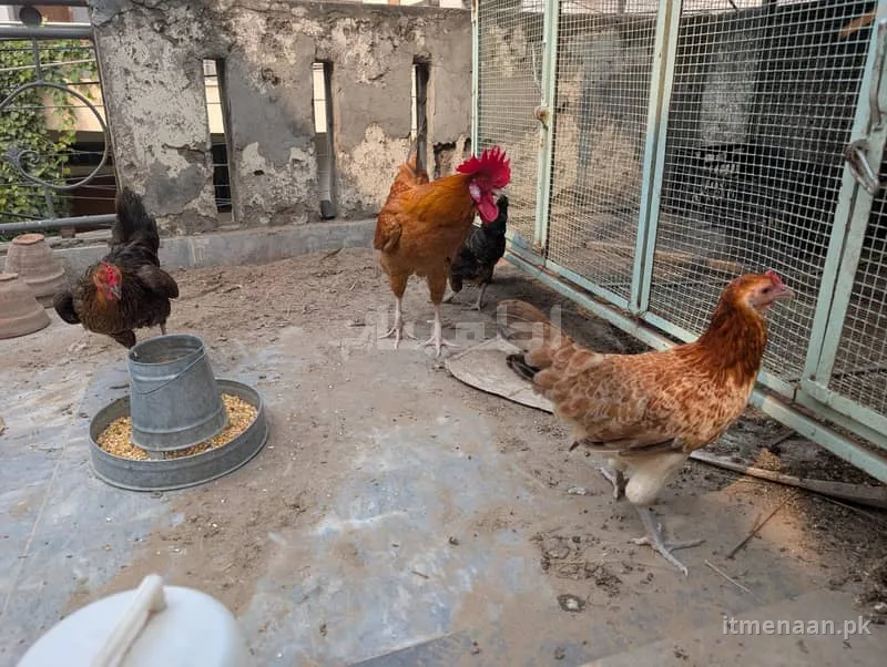 Fresh Golden Misri Hen Set – Organic, Healthy & Ready for Your Farm for sale in Taj Bagh, Lahore