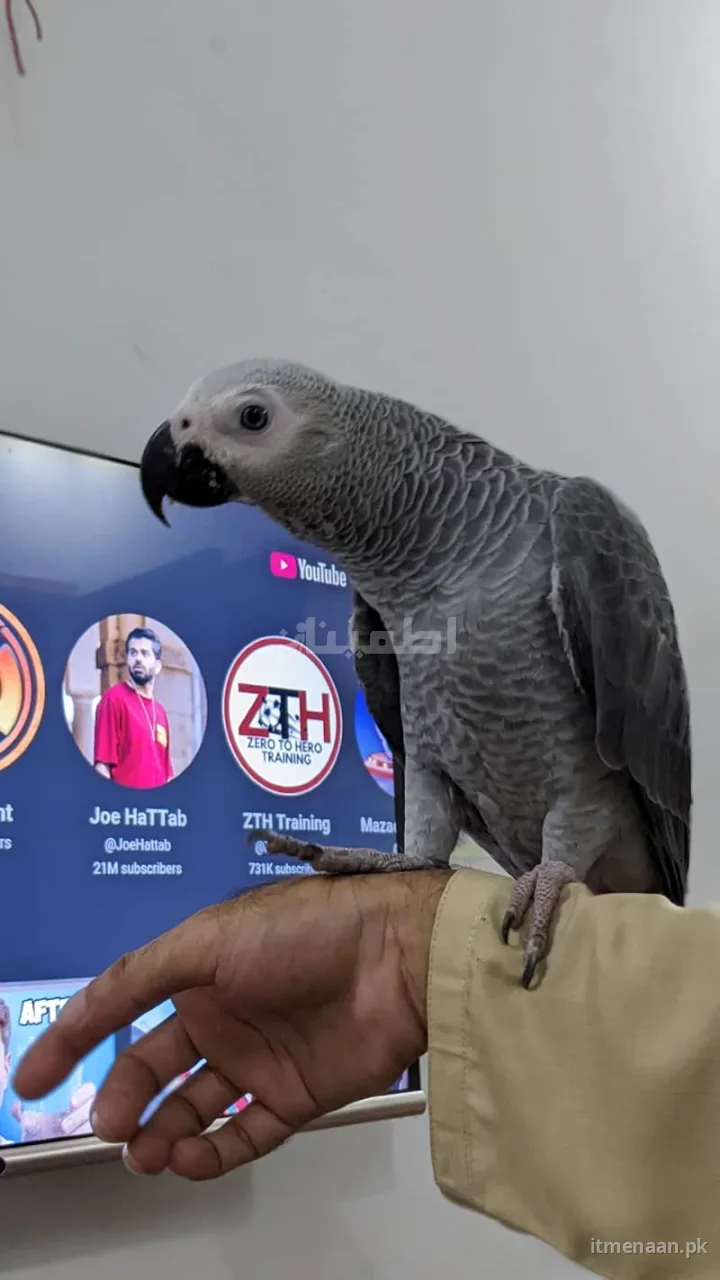 Talking African Grey Parrot for Sale – 9 Months Old, Male, Healthy for sale in DHA Defence, Lahore