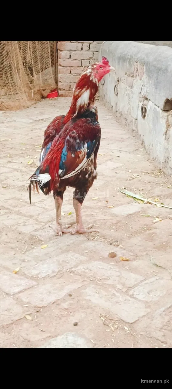 Strong Mianwali Aseel Rooster – Proven Fighter – Chichawatni for sale in Others, Chichawatni — photo 2 of 2