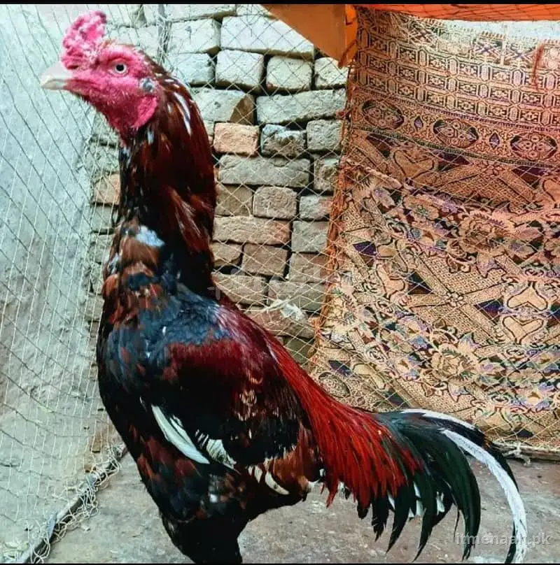 Strong Mianwali Aseel Rooster – Proven Fighter – Chichawatni for sale in Others, Chichawatni