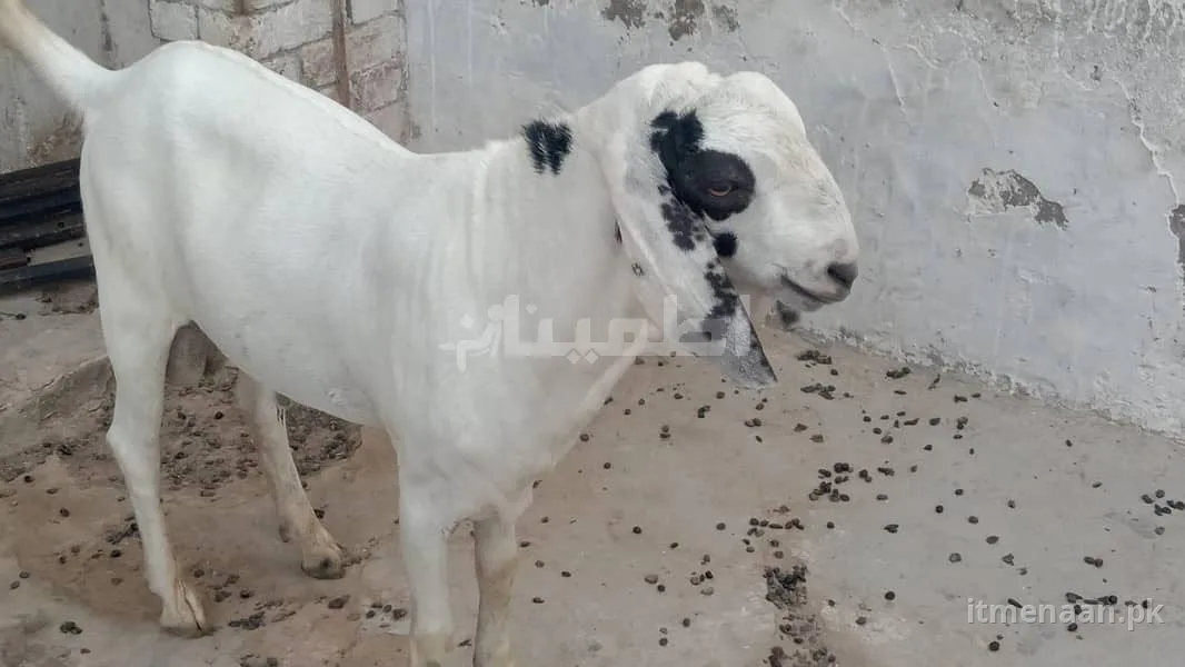 9-Month-Old Purely Organic Male Goat – Fresh & Healthy – Hasilpur Road, Bahawalpur